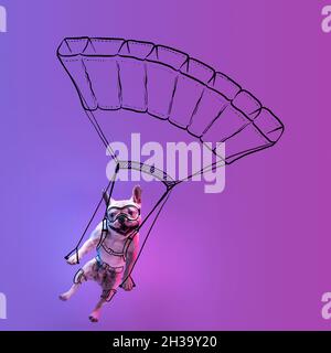 Moderne Kunstwerke. Ein süßer kleiner Hund, Bulldog Fallschirme isoliert auf gradienten neon pink blauen Studio-Hintergrund mit Zeichnungen. Stockfoto