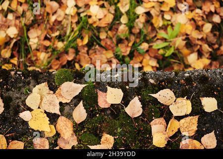 Herbstliches Laub liegt auf dem Boden. Stockfoto