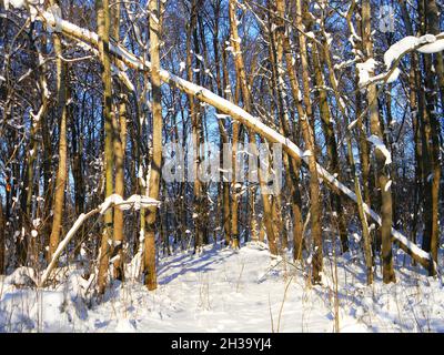 Winterlandschaft. Schöner Winterwald im Schnee. Früher frostiger Morgen im Wald. Stockfoto