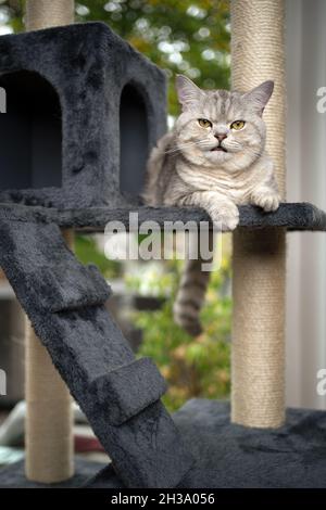 Die flauschige britische Kurzhaarkatze ruht auf dem kratzenden Pfosten-Katzenbaum vor dem Fenster Stockfoto