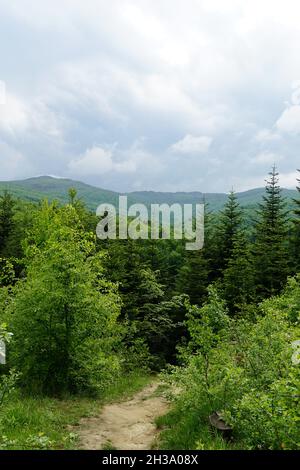 Wanderweg im Bieszczady-Gebirge, Polen. Grüne Hügel und Wald, Frühling Stockfoto