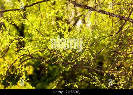 Birkenzweige mit jungen hellgrünen Blättern bedeckt und im Frühjahr von der Sonne beleuchtet. Stockfoto