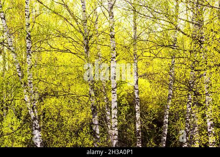Birkenzweige mit jungen hellgrünen Blättern bedeckt und im Frühjahr von der Sonne beleuchtet. Stockfoto