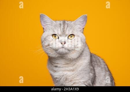 Schöne silberne gestromte britische Kurzhaarkatze, die auf ein Kameraporträt auf gelbem Hintergrund mit Platz zum Kopieren schaut Stockfoto