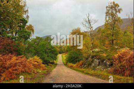 Glen Strathfarrar im Herbst mit einspuriger Straße, nebligen Bergen, goldenen Bracken und bunten Silberbirken, Ebereschen und Eichen. Struy in der Nähe von Beaul Stockfoto