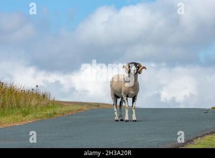 Ein feiner Swaledale-Widder oder männliches Schaf mit zwei lockigen Hörnern und geschornem Vlies, frei herumlaufen, und stand auf einer einspurigen Straße in der Nähe von Keld in Swaledale. Mit Blick Stockfoto