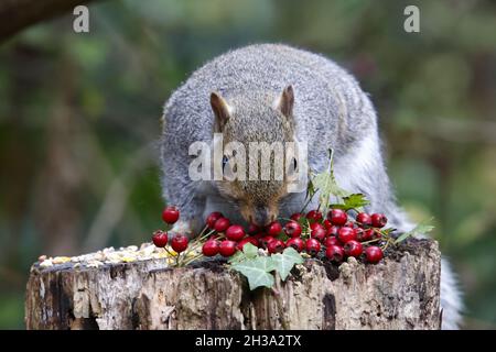 Graues Eichhörnchen, das sich im Wald ernährt Stockfoto