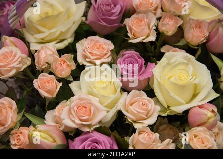Hintergrund von bunten Blumen. Hintergrund von Rosen. Viele Blumen auf dem Hintergrund Stockfoto