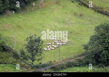 Ronan's Way Wanderwege in den Glen's of Antrim an der Antrim Coast neben Cushendun, Nordirland. Stockfoto