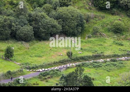 Ronan's Way Wanderwege in den Glen's of Antrim an der Antrim Coast neben Cushendun, Nordirland. Stockfoto