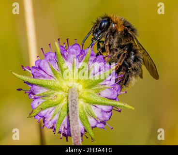 Biene in die Nahrungssammlung eingetaucht Stockfoto