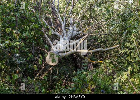 Gelauener Espenbaum. Der Stamm eines Baumes liegt auf dem Boden im Wald. Stockfoto