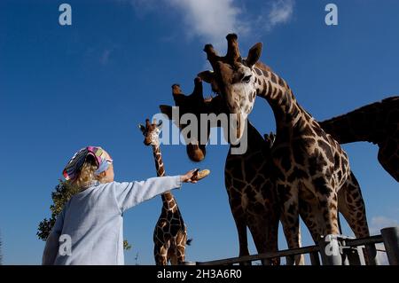 FRANKREICH. LOIR-ET-CHER (41) SAINT AIGNAN. DER BEAUVAL ZOOLOGISCHE PARK. EIN MÄDCHEN, DAS GIRAFFEN FÜTTERT Stockfoto