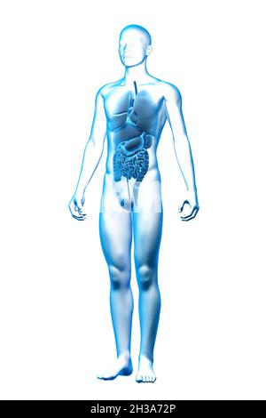 Internes Organ, menschlicher Körper, medizinisches 3D-Modell Stockfoto