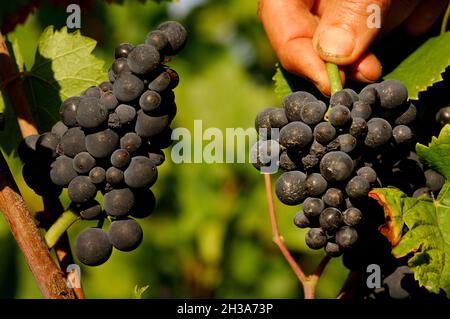 FRANKREICH. BURGUND. COTE-D'OR (21) DAS ROMANEE CONTI-ANWESEN. DER ROMANEE-CONTI IST EINER DER GROSSEN WEINE VON VOSNE-ROMANEE IN COTE D'OR. ES IST PAR Stockfoto