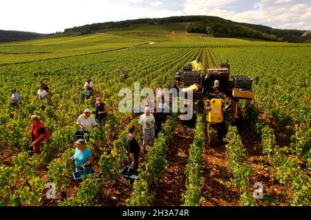 FRANKREICH. BURGUND. COTE-D'OR (21) DAS ROMANEE CONTI-ANWESEN. DER ROMANEE-CONTI IST EINER DER GROSSEN WEINE VON VOSNE-ROMANEE IN COTE D'OR. ES IST PAR Stockfoto