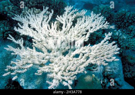 FRANZÖSISCH-POLYNESIEN. TOAMOTU-INSELN. EIN OPFER DER KORALLENBLEICHE IN DER LAGUNE VON FAKARAVA Stockfoto