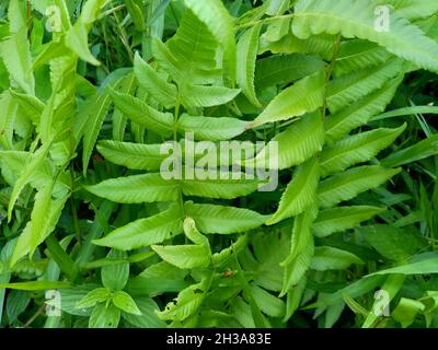 Passiflora foetida (auch Passiflora foetida genannt, stinkende Passionsblume, wilde Maracuja, Strauchpassionsfrucht) mit einem natürlichen Hintergrund. Früher war es t Stockfoto