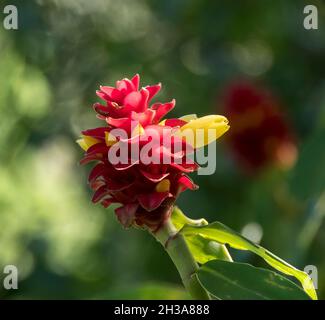 Einzelne leuchtend rote und gelbe Blütenkopf aus spiralförmigem Ingwer (Costus barbarus), im subtropischen Garten, Sommer, Queensland, Australien. Stockfoto