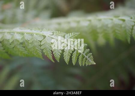 Passiflora foetida (auch Passiflora foetida genannt, stinkende Passionsblume, wilde Maracuja, Strauchpassionsfrucht) mit einem natürlichen Hintergrund. Früher war es t Stockfoto