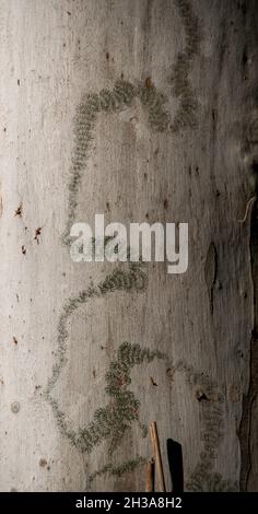 Der Weg links liegt an der Raupe der australischen Scribbly Gum Moth, Ogmograptis scribula, in der silbernen Rinde eines Gummibaums, Eukalyptis grandis, im Regenwald. Stockfoto