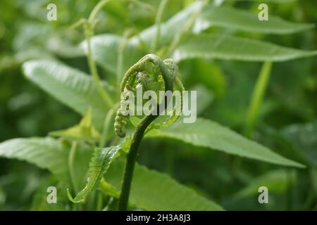 Passiflora foetida (auch Passiflora foetida genannt, stinkende Passionsblume, wilde Maracuja, Strauchpassionsfrucht) mit einem natürlichen Hintergrund. Früher war es t Stockfoto