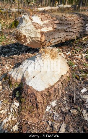 Nahaufnahme eines von Bibern abgeschnittenen Baumes mit sichtbaren Zahnmarkierungen, selektiver Fokussierung. Stockfoto