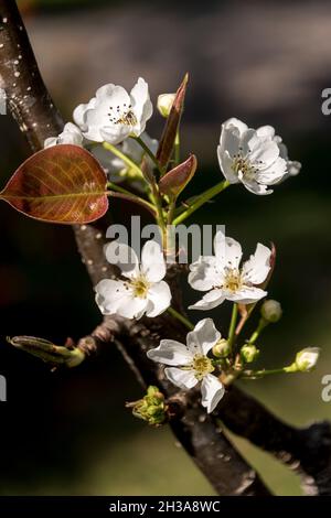 Nashi-Birnenblüte, Pyrus pyrifolia. Weiße Blüten in der Frühlingssonne im australischen Garten. Queensland. Stockfoto