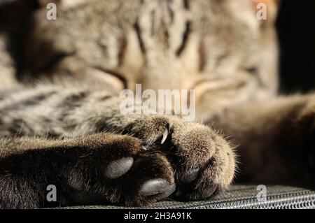 Nahaufnahme der Pfoten einer schlafenden Tabby-Katze Stockfoto