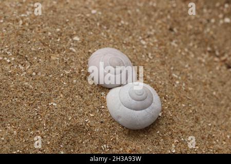 Zwei weiße Schneckenschalen auf Sand Stockfoto