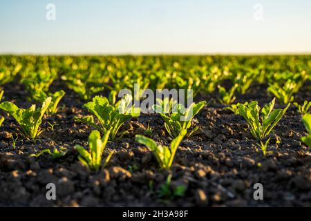 Nahaufnahme der Blätter der Rote Beete, die auf dem Gartenbeet wachsen. Frische grüne Blätter von Rote Beete oder Rote Beete Keimling wachsen in Bio-Farm. Stockfoto
