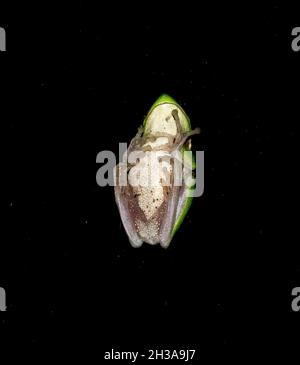 Unterseite eines winzigen östlichen Zwergfrosches, östlicher Sedge-Frosch, (Litoria Fallax), der auf einem Glasfenster ruht. Im australischen Garten im östlichen Queensland. Stockfoto