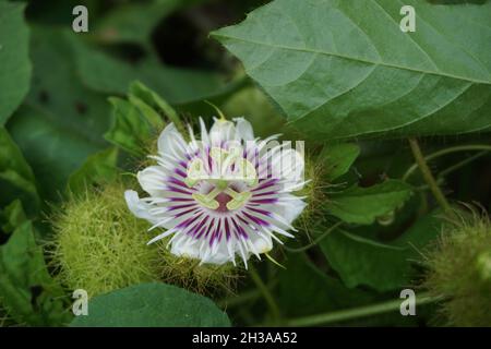 Passiflora foetida (auch Passiflora foetida genannt, stinkende Passionsblume, wilde Maracuja, Strauchpassionsfrucht) mit einem natürlichen Hintergrund. Früher war es t Stockfoto