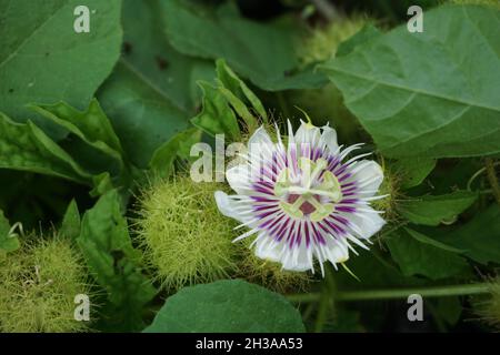 Passiflora foetida (auch Passiflora foetida genannt, stinkende Passionsblume, wilde Maracuja, Strauchpassionsfrucht) mit einem natürlichen Hintergrund. Früher war es t Stockfoto