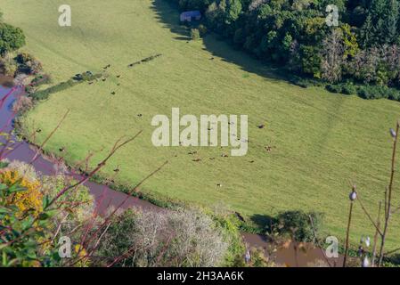 Blick auf den schlammigen und schmutzigen Fluss Wye in Herefordshire vom 120 Meter hohen symonds yat-Felsen Stockfoto