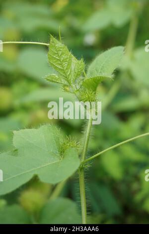 Passiflora foetida (auch Passiflora foetida genannt, stinkende Passionsblume, wilde Maracuja, Strauchpassionsfrucht) mit einem natürlichen Hintergrund. Früher war es t Stockfoto