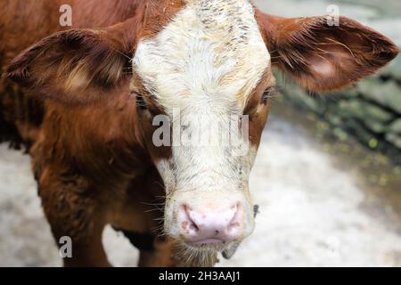 Lokale Rasse javanische Kuh in einer Tierfarm in der Nähe des südlichen Strandes von Yogyakarta, Indonesien gesichtet. Stockfoto