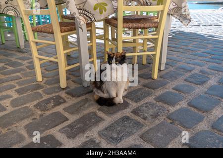 CAT sitzt auf dem Boden in der griechischen Taverne. Stockfoto