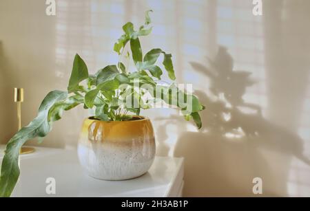 PHLEBODIUM AUREUM (BLAUER STERNFARN) im gelben Topf. Zimmerpflanzen Stockfoto