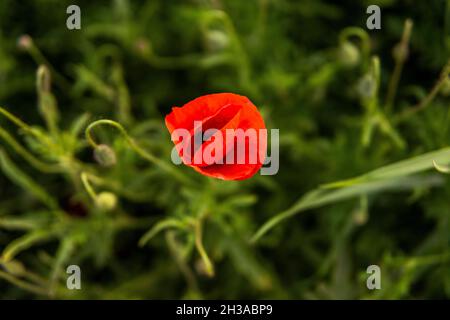Helle Mohnblume. Rote Mohnblumen blühen im grünen Grasfeld, floraler natürlicher Frühlingshintergrund. Nahaufnahme des Mohnkopfes. Stockfoto