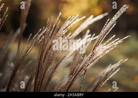 Dekorative Gras Miscanthus Pflanzen. Getrocknete Rispe Gras Textur Hintergrund. Weiches beigefarbenes getrocknetes Wiesengras. Abstrakt, natürlich, minimalistisch, Trend, stylisch Stockfoto