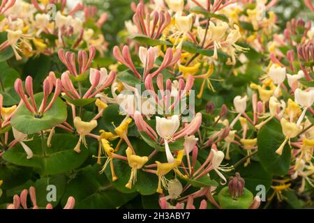 Blossom Lonicera auf Hintergrund grün Blatt im Jahr solar Tag Stockfoto