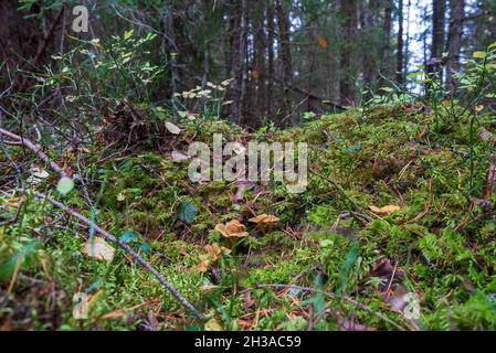 Craterellus tubaeformis ein gewöhnlicher Waldpilz versteckt sich im Moos, Bild aus dem schwedischen vasternorrland. Stockfoto