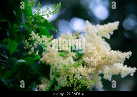 Nahaufnahme eines weißen Amur Lilac-Zweiges mit grünen Blättern, isoliert vor verschwommenem Hintergrund Stockfoto