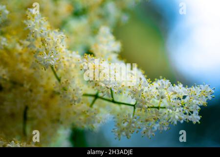 Nahaufnahme eines weißen Amur Lilac-Zweiges, isoliert vor unscharfem Hintergrund Stockfoto