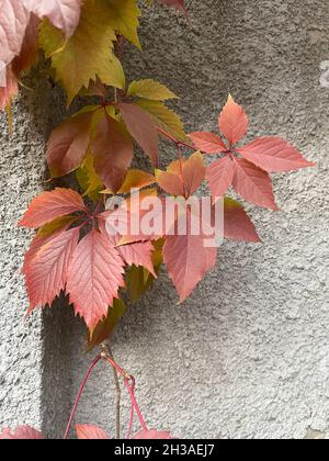 Vertikale Nahaufnahme der wilden Trauben Blätter rot im Herbst Stockfoto