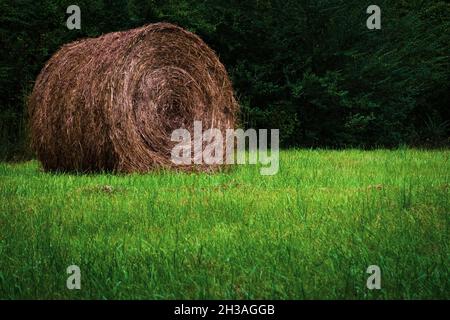 Runder Bail von Hay, der auf Einem Feld mit hohem Grüngras sitzt, mit Einem Wald aus Bäumen im Hintergrund. Grasfeld mit Bäumen im Hintergrund Stockfoto