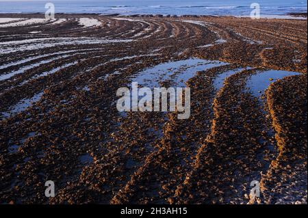 FRANKREICH. CHARENTE-MARITIME (17) INSEL OLERON. CHASSIRON-VORGEWENDE Stockfoto