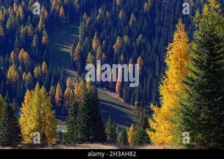 Gelbe Herbstfarben auf den Lärchen der Dolomitenberge im oktober. Stockfoto