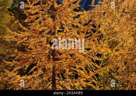 Gelbe Herbstfarben auf den Lärchen der Dolomitenberge im oktober. Stockfoto